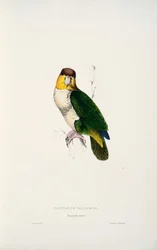 Pionites Leucogaster